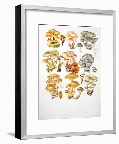 Mushrooms-null-Framed Giclee Print