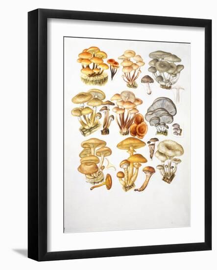 Mushrooms-null-Framed Giclee Print