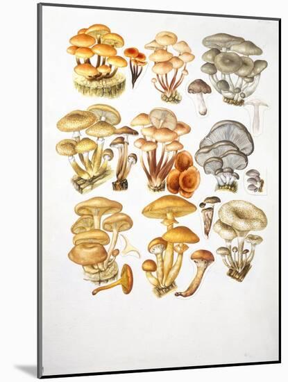 Mushrooms-null-Mounted Giclee Print