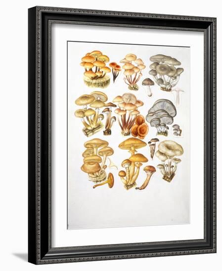 Mushrooms-null-Framed Giclee Print