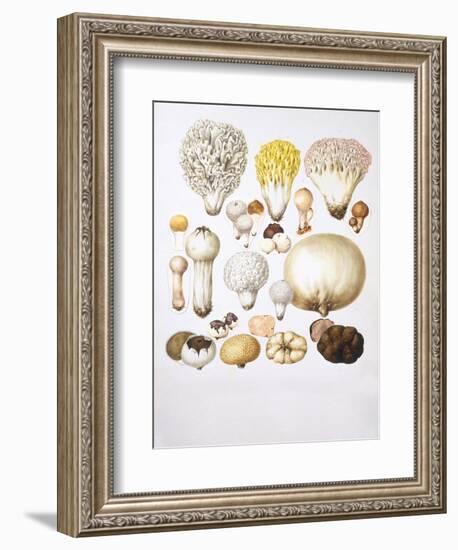 Mushrooms-null-Framed Giclee Print