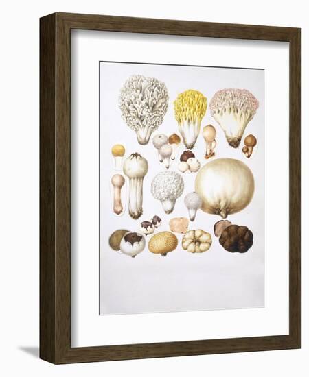 Mushrooms-null-Framed Giclee Print