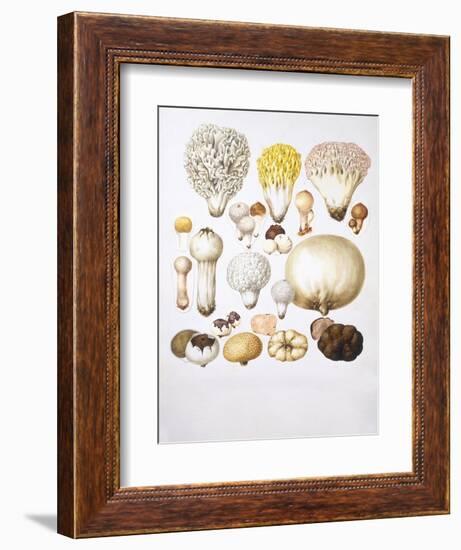 Mushrooms-null-Framed Giclee Print