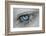 Music in Her Eyes-Xavier Garci-Framed Photographic Print