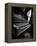 Musical Dreams-Stephen Arens-Framed Premier Image Canvas