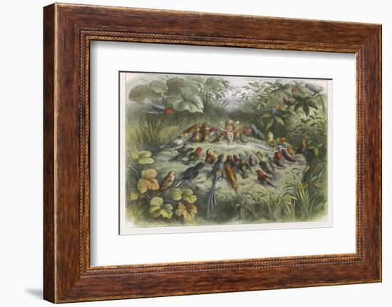 Musical Elf Teaches the Young Birds to Sing-Richard Doyle-Framed Photographic Print