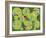 Musical Frog-Maria Trad-Framed Giclee Print