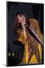 Musician Steven Tyler Performing-Dave Allocca-Mounted Photographic Print