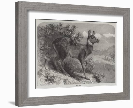 Musk Deer-Johann Baptist Zwecker-Framed Giclee Print