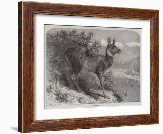 Musk Deer-Johann Baptist Zwecker-Framed Giclee Print