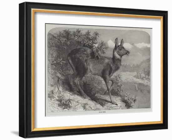 Musk Deer-Johann Baptist Zwecker-Framed Giclee Print