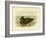 Musk Duck, 1891-Gracius Broinowski-Framed Giclee Print