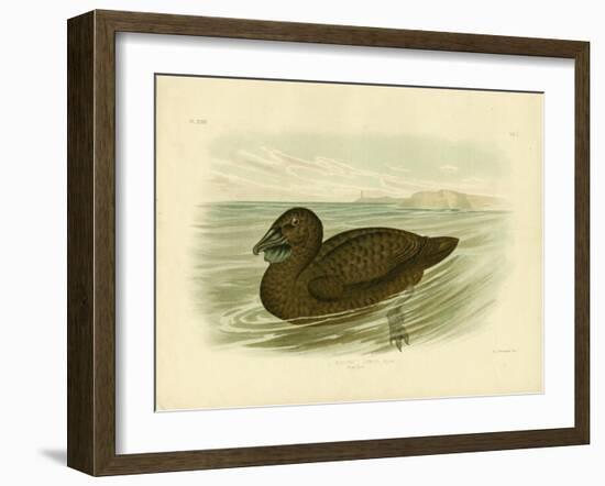 Musk Duck, 1891-Gracius Broinowski-Framed Giclee Print