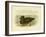 Musk Duck, 1891-Gracius Broinowski-Framed Giclee Print