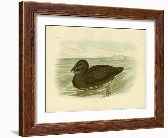 Musk Duck, 1891-Gracius Broinowski-Framed Giclee Print