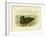 Musk Duck, 1891-Gracius Broinowski-Framed Giclee Print