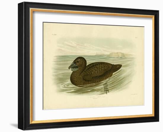 Musk Duck, 1891-Gracius Broinowski-Framed Giclee Print