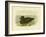 Musk Duck, 1891-Gracius Broinowski-Framed Giclee Print