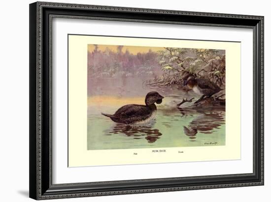 Musk Duck-Allan Brooks-Framed Art Print