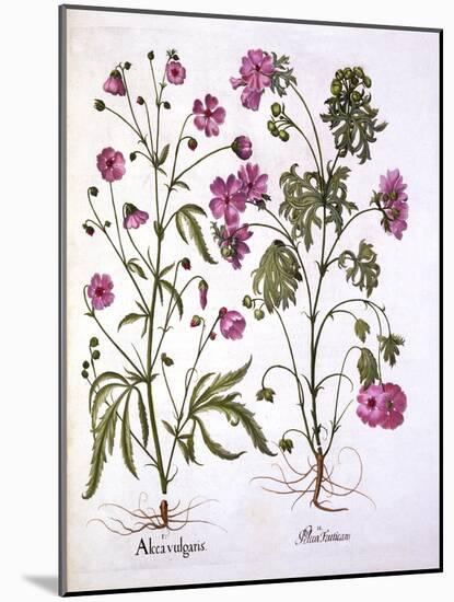 Musk Mallow, from 'Hortus Eystettensis', by Basil Besler (1561-1629), Pub. 1613 (Hand Coloured Engr-German School-Mounted Giclee Print