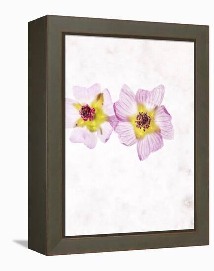 Musk Mallow, Mallow, Malva Moschata, Blossoms, Rose, Yellow-Axel Killian-Framed Premier Image Canvas