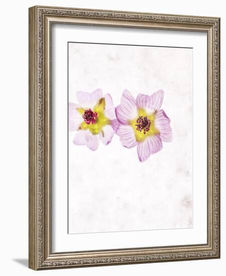 Musk Mallow, Mallow, Malva Moschata, Blossoms, Rose, Yellow-Axel Killian-Framed Photographic Print