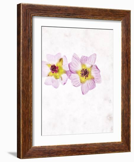 Musk Mallow, Mallow, Malva Moschata, Blossoms, Rose, Yellow-Axel Killian-Framed Photographic Print