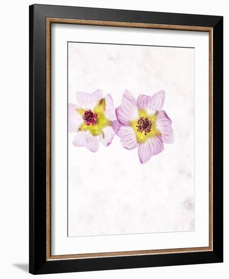 Musk Mallow, Mallow, Malva Moschata, Blossoms, Rose, Yellow-Axel Killian-Framed Photographic Print