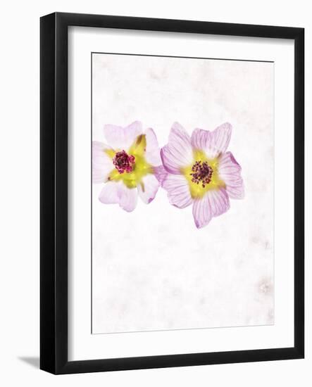 Musk Mallow, Mallow, Malva Moschata, Blossoms, Rose, Yellow-Axel Killian-Framed Photographic Print