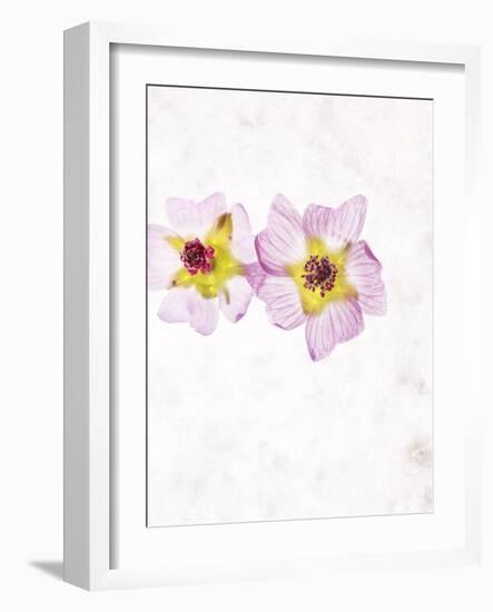 Musk Mallow, Mallow, Malva Moschata, Blossoms, Rose, Yellow-Axel Killian-Framed Photographic Print