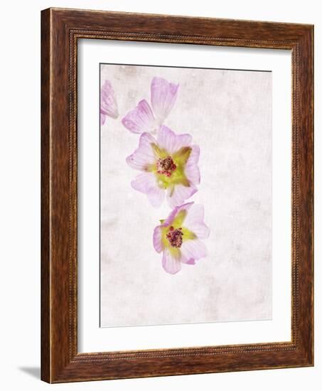 Musk Mallow, Mallow, Malva Moschata, Blossoms, Rose, Yellow-Axel Killian-Framed Photographic Print