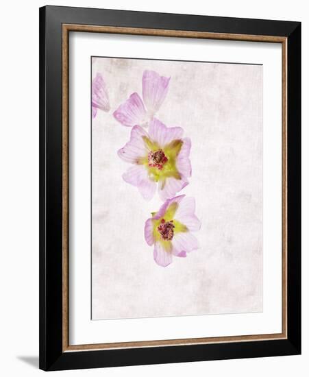 Musk Mallow, Mallow, Malva Moschata, Blossoms, Rose, Yellow-Axel Killian-Framed Photographic Print