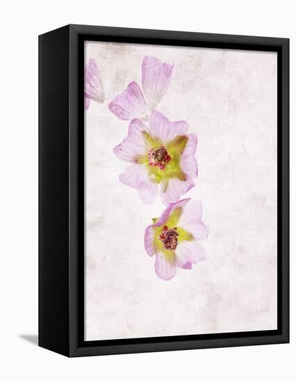 Musk Mallow, Mallow, Malva Moschata, Blossoms, Rose, Yellow-Axel Killian-Framed Premier Image Canvas