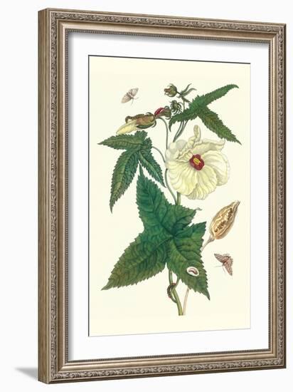 Musk Okra with Tetrio Sphinx-Maria Sibylla Merian-Framed Art Print