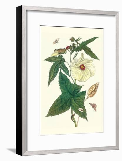 Musk Okra with Tetrio Sphinx-Maria Sibylla Merian-Framed Art Print