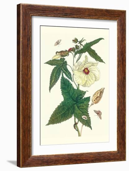 Musk Okra with Tetrio Sphinx-Maria Sibylla Merian-Framed Art Print