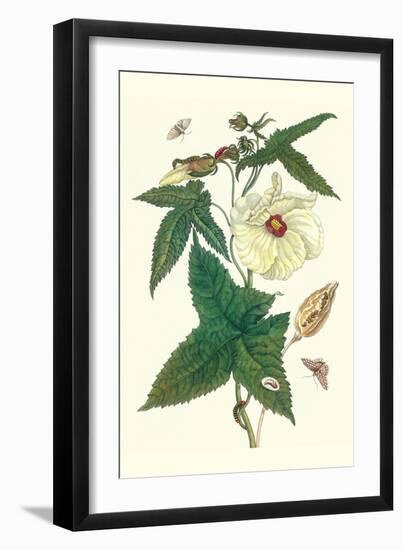 Musk Okra with Tetrio Sphinx-Maria Sibylla Merian-Framed Art Print