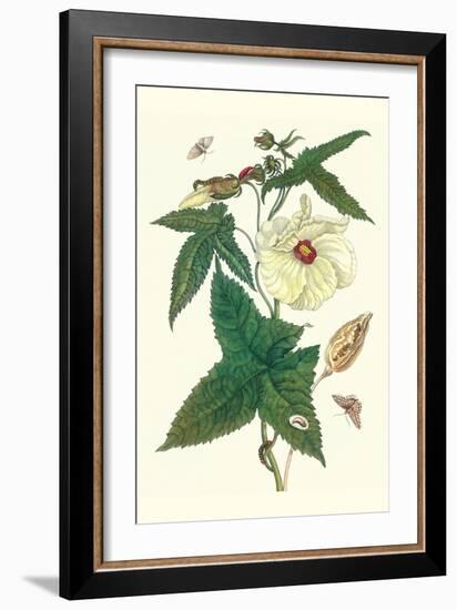 Musk Okra with Tetrio Sphinx-Maria Sibylla Merian-Framed Art Print