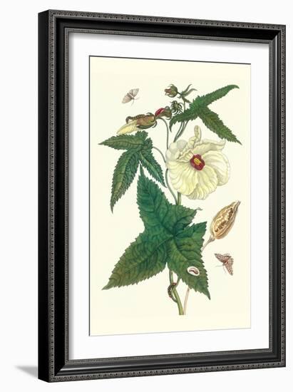 Musk Okra with Tetrio Sphinx-Maria Sibylla Merian-Framed Art Print