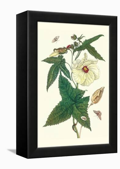 Musk Okra with Tetrio Sphinx-Maria Sibylla Merian-Framed Stretched Canvas