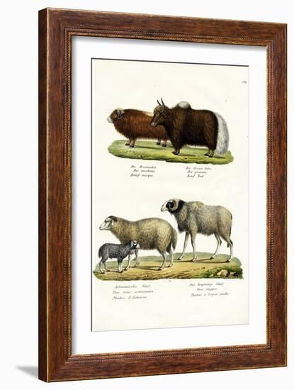 Musk Ox, 1824-Karl Joseph Brodtmann-Framed Giclee Print