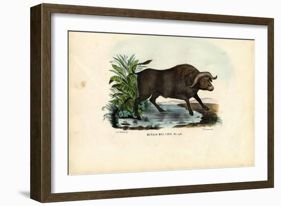 Musk Ox, 1863-79-Raimundo Petraroja-Framed Giclee Print