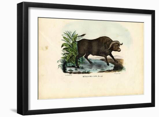 Musk Ox, 1863-79-Raimundo Petraroja-Framed Giclee Print