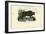 Musk Ox, 1863-79-Raimundo Petraroja-Framed Giclee Print