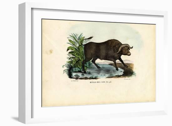 Musk Ox, 1863-79-Raimundo Petraroja-Framed Giclee Print