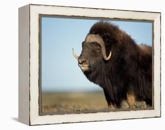 Musk Ox Bull on the North Slope of the Brooks Range, Alaska, USA-Steve Kazlowski-Framed Premier Image Canvas