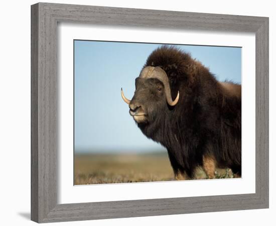 Musk Ox Bull on the North Slope of the Brooks Range, Alaska, USA-Steve Kazlowski-Framed Photographic Print