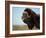 Musk Ox Bull on the North Slope of the Brooks Range, Alaska, USA-Steve Kazlowski-Framed Photographic Print