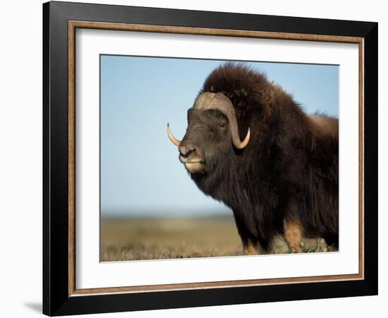 Musk Ox Bull on the North Slope of the Brooks Range, Alaska, USA-Steve Kazlowski-Framed Photographic Print