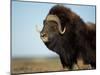 Musk Ox Bull on the North Slope of the Brooks Range, Alaska, USA-Steve Kazlowski-Mounted Photographic Print